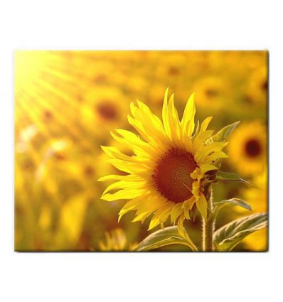 Carrelage Personnalise Photo 15 x 20